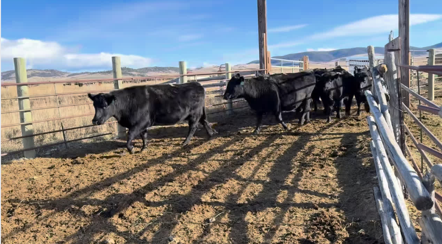 FOR SALE: 29 HOME RAISED – 2-11 yr olds – (May – June calving) -BC112A5